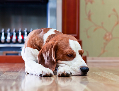 Professional Timber Floor Sanding/Polishing Sydney